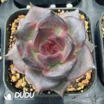 Echeveria Black Swan - Image 2
