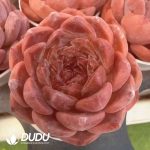 Echeveria Muzi Jenny - Image 2