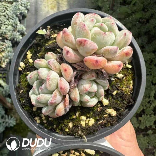 Echeveria Viyant - Image 2