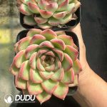 Echeveria Charmer - Image 2