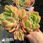 Echeveria Yang Yuhuan Clustering - Image 2