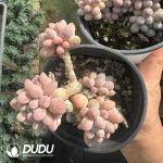 Pachythytum Baby Finger - Image 2