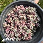 Pachyphytum Caviar Clustering - Image 2