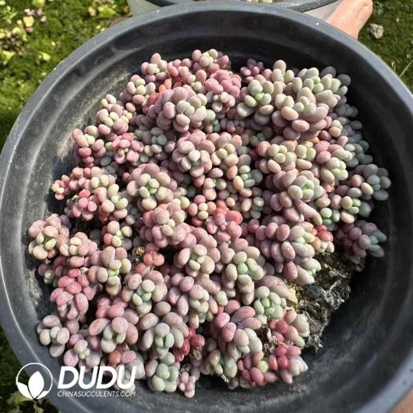 Pachyphytum Caviar Clustering - Image 2