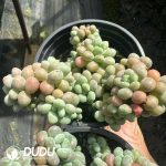 Graptopetalum Pearl Clustering - Image 2