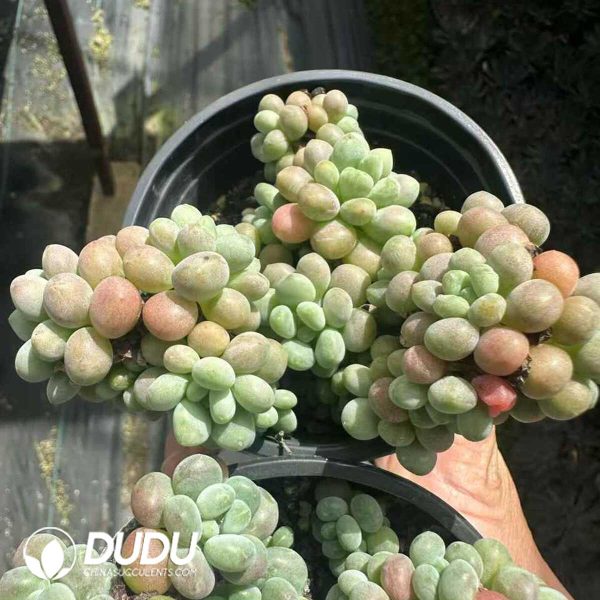 e202-107.jpg Graptopetalum Pearl Clustering - Image 2