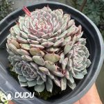 Echeveria Pinwheel Clustering - Image 2