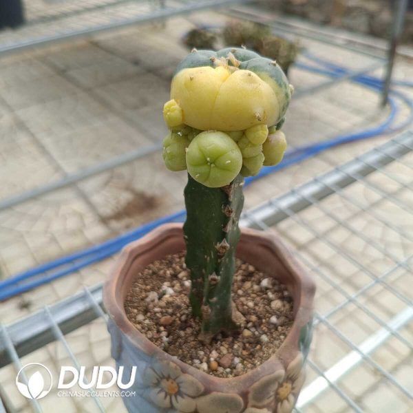 (Grafted)Lophophora williamsii Variegated - Image 2
