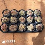 Echeveria Mebina Variegated Clustering - Image 2