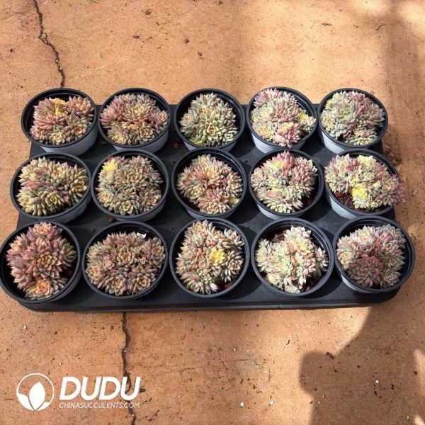 Echeveria Mebina Variegated Clustering - Image 2