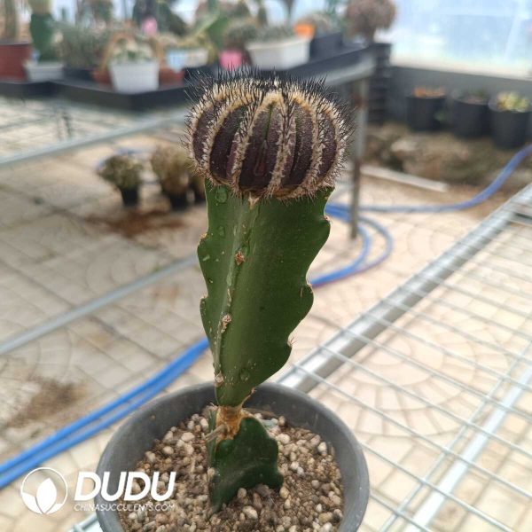 (Grafted)Uebelmannia pectinifera - Image 2