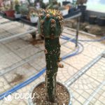 (Grafted)Gymnocalycium spegazzinii v.unguispinum - Image 2