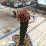 (Grafted)Gymnocalycium stenopleurum Variegated Cristata - Image 2