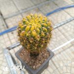 (Grafted)Gymnocalycium Baldianum Variegated Cristata - Image 2