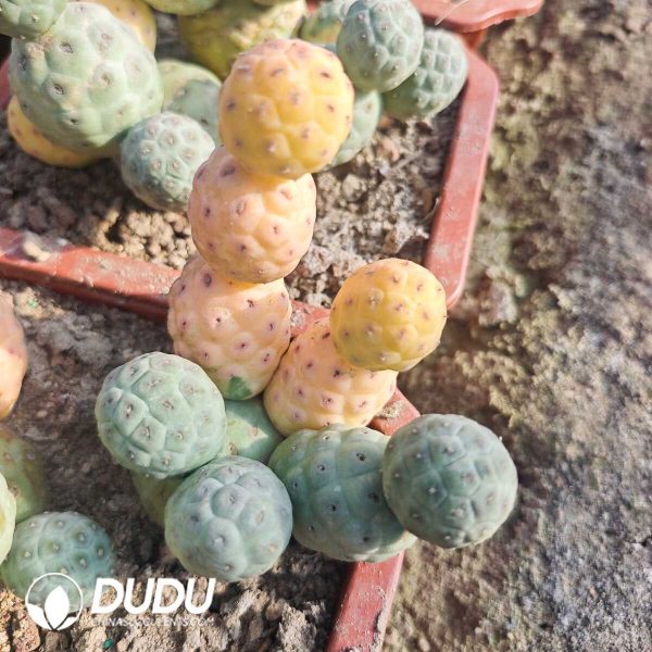 e202-114.jpg Tephrocactus geometricus No Thorns Variegated Clustering - Image 2