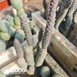 Opuntia articulatus - Image 2