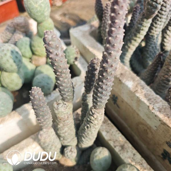 e202-115.jpg Opuntia articulatus - Image 2