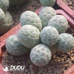 (3-9 Heads,$8.3/head)Tephrocactus geometricus No Thorns Own Roots - Image 2