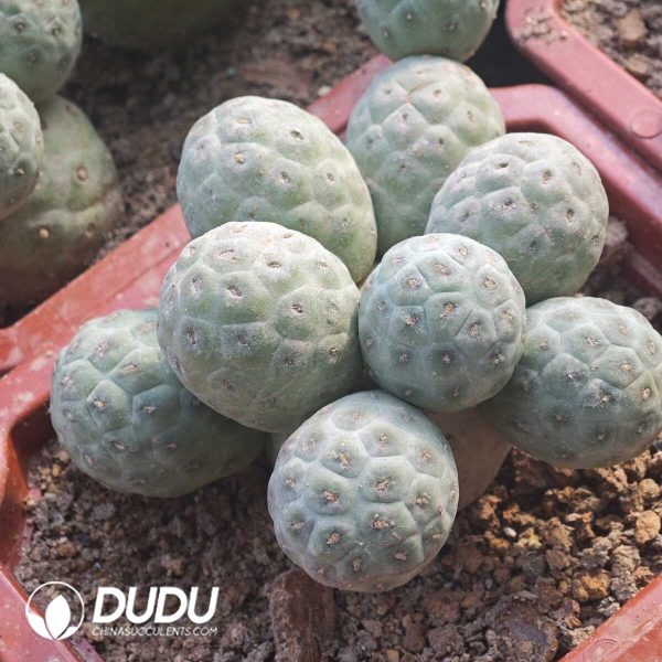 e202-116.jpg (3-9 Heads,$8.3/head)Tephrocactus geometricus No Thorns Own Roots - Image 2