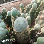 Tephrocactus geometricus Blue-and-White  (Grafted) - Image 2