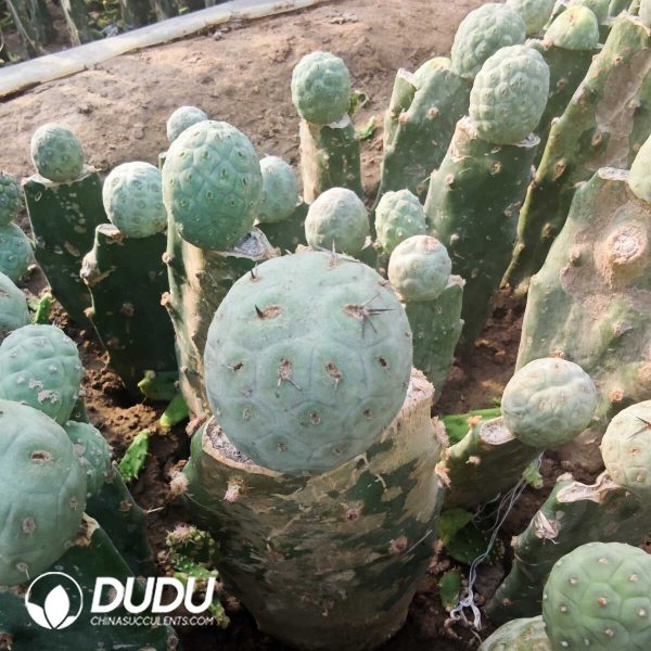 e202-119.jpg Tephrocactus geometricus Blue-and-White  (Grafted) - Image 2