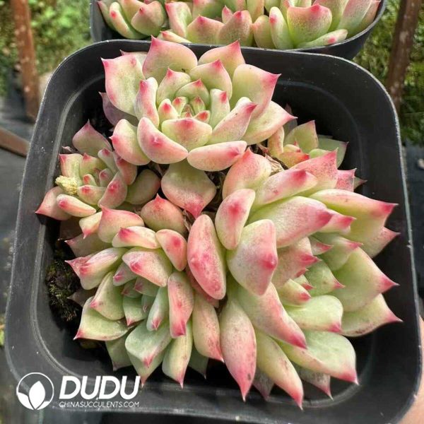 Echeveria AK Maria Clustering - Image 2