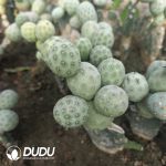 (3-9Heads,$5.6/head)Tephrocactus geometricus No Thorns(Grafted) - Image 2