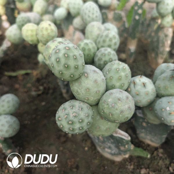 e202-121.jpg (3-9Heads,$5.6/head)Tephrocactus geometricus No Thorns(Grafted) - Image 2