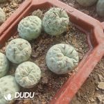 Tephrocactus geometricus Blue-and-White with roots - Image 2