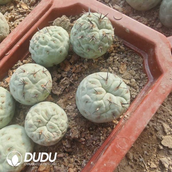 e202-122.jpg Tephrocactus geometricus Blue-and-White with roots - Image 2