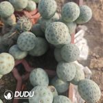 (3-9 Heads,$10.1/head)Tephrocactus geometricus Blue-and-White Clustrering - Image 2