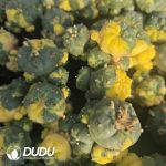 Lophophora diffusa (Grafted) - Image 2