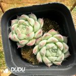 Echeveria Albamini Double Heads - Image 2
