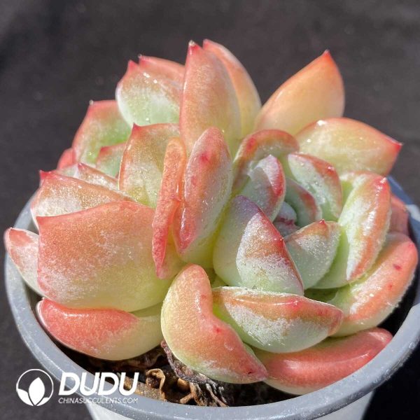 Echeveria pulidonis Monstrose Double Heads - Image 2