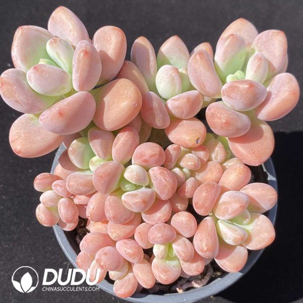 Graptopetalum Miul Clustering - Image 2