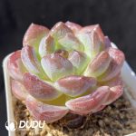 Echeveria Ice Soul Premium - Image 2