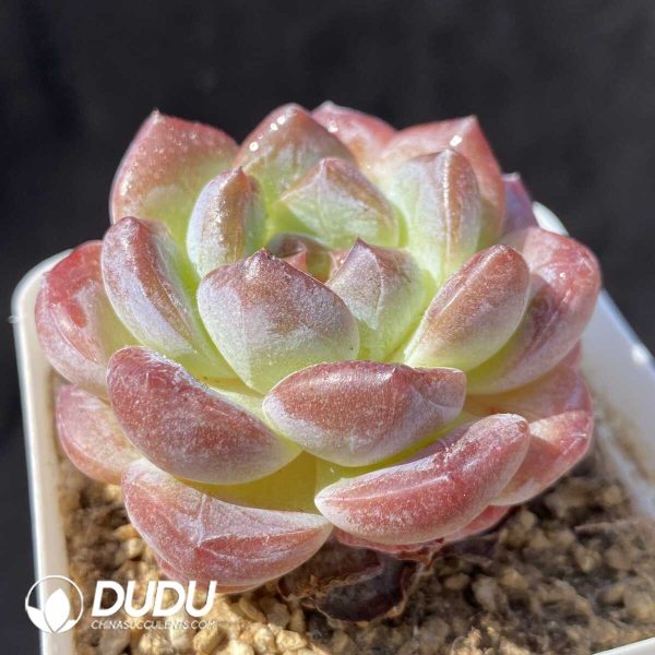 Echeveria Ice Soul Premium - Image 2