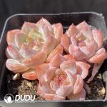 Echeveria Yunlan Clustering - Image 2