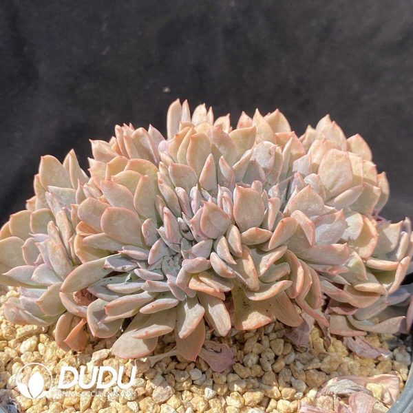 Echeveria Exotic Hybrid Cristata - Image 2