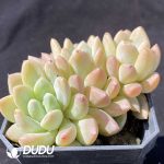 Echeveria Ruan Lingyu Clustering - Image 2