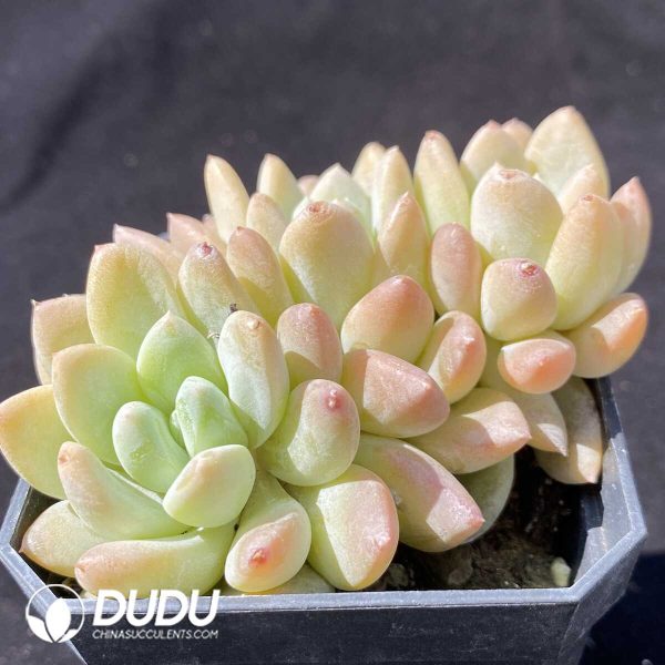 Echeveria Ruan Lingyu Clustering - Image 2