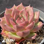 Echeveria Carrot - Image 2