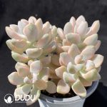 Pachyphytum Bernalense Variegated Clustering - Image 2