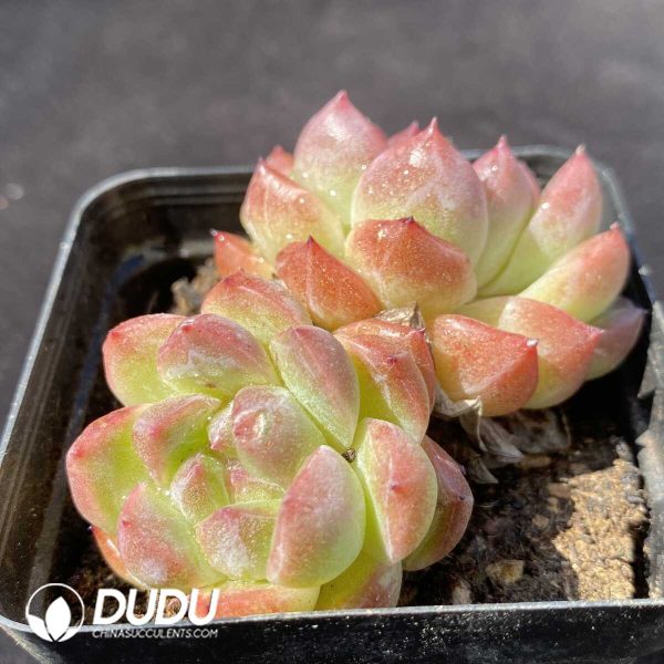 Echeveria Spring Jenny Double Head - Image 2