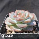 Echeveria Honey Amber - Image 2