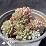 Echeveria Adam Clustering - Image 2