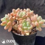 Graptosedum Sakura miul Clustering - Image 2