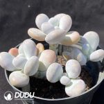 Graptopetalum Origin Cheese - Image 2