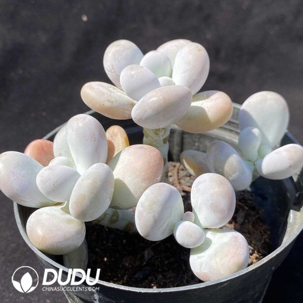 e202-146.jpg Graptopetalum Origin Cheese - Image 2