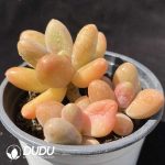 Pachyphytum Milky Way Clustering - Image 2